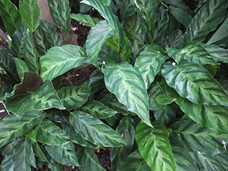 Calathea Louisae - Dua Çiçeği Kaladya - Ev Ofis Salon Iç Mekan Bitkisi - 40 Cm