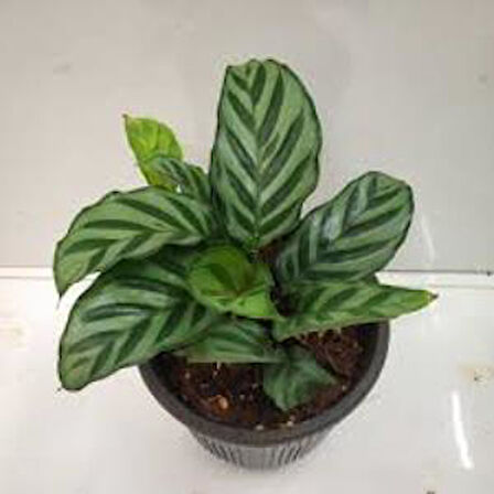 Calathea Louisae - Dua Çiçeği Kaladya - Ev Ofis Salon Iç Mekan Bitkisi - 40 Cm