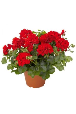 Karışık Renk Top Sardunya Fidanı 10-20 cm 4 Adet