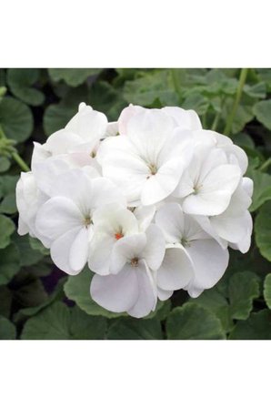 Karışık Renk Top Sardunya Fidanı 10-20 cm 4 Adet