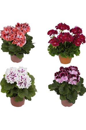 Karışık Renk Top Sardunya Fidanı 10-20 cm 4 Adet