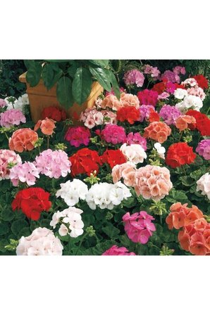 Karışık Renk Top Sardunya Fidanı 10-20 cm 4 Adet
