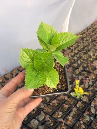Ortanca Çiçeği Fidanı Fidesi 5 Adet 10-20 cm