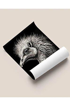 Çerçevesiz Poster Devekuşu