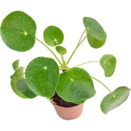 Pilea Para Çiçeği Fidanı 10-20 Cm