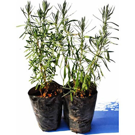 Lavanta Fidesi Fidanı 10-20 cm