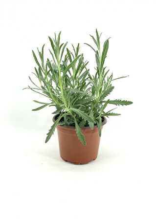 Lavanta Fidesi Fidanı 10-20 cm