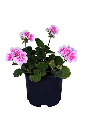 Sardunya Çiçeği Fidanı - Pelargonium - Açık Pembe Renk 10-20 Cm