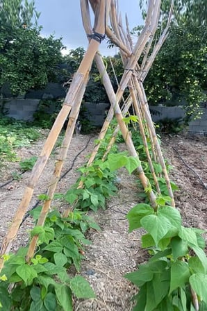 Doğal Kargı Bitki Destek Çubuğu Fidan Salatalık Sarmaşık Çiçek Destek Çubuğu 10 Adet 200 Cm