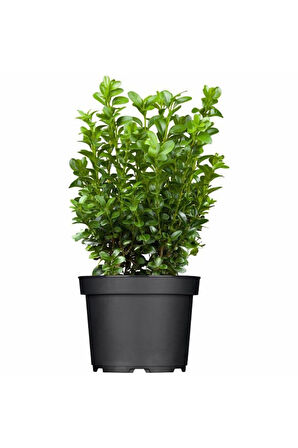 Tüplü Şimşir (buxus Sempervirens) Fidanı 30-40 cm