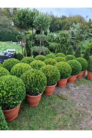 Tüplü Şimşir (buxus Sempervirens) Fidanı 30-40 cm
