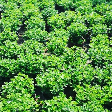 Kasımpatı Krizantem Chrysanthemum Çiçeği, 2li Set Pembe Sarı