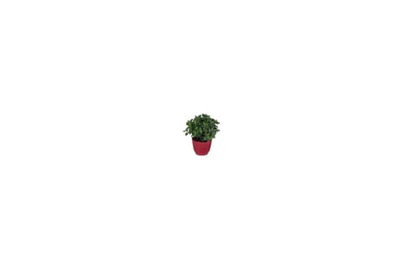 Kasımpatı Krizantem Chrysanthemum Çiçeği, 2li Set Pembe Sarı
