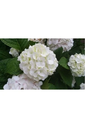 Beyaz Ortanca Çiçeği Fidanı 10-20 Cm