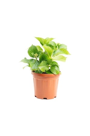 2 Adet Canlı Ortanca Çiçeği Fidanı Mavi ve Pembe Renk 10-20 cm