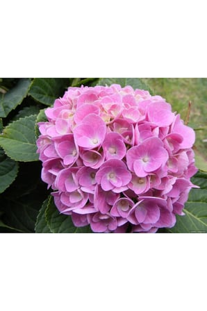 2 Adet Canlı Ortanca Çiçeği Fidanı Mavi ve Pembe Renk 10-20 cm