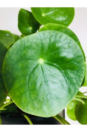 Çin Pilea Peperomioides Çin Para Ağacı - Ev Ofis Salon Iç Mekan Bitkisi 