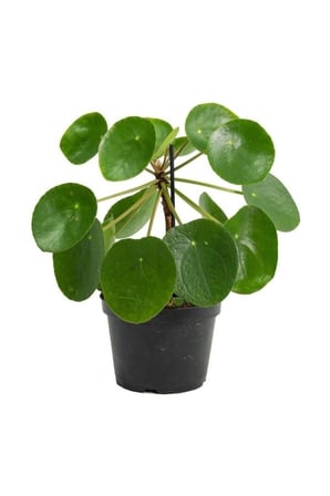 Çin Pilea Peperomioides Çin Para Ağacı - Ev Ofis Salon Iç Mekan Bitkisi 