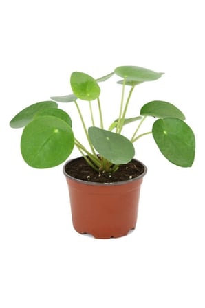 Pilea Peperomioides Çin Para Ağacı Ev Ofis Salon İç Mekan Bitkisi