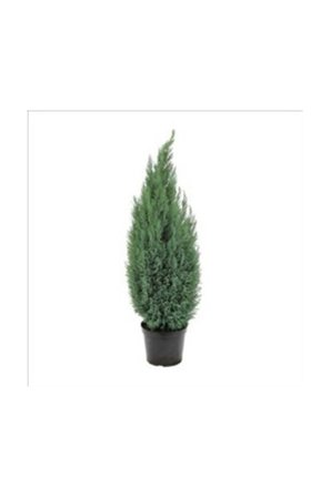 Mavi Elwoodii Çam Fidanı 30 - 40 cm Chamaecyparis Ellwoodii