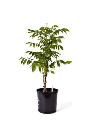 Kokulu Mor Çiçekli Mor Salkım Fidanı 10-20 cm