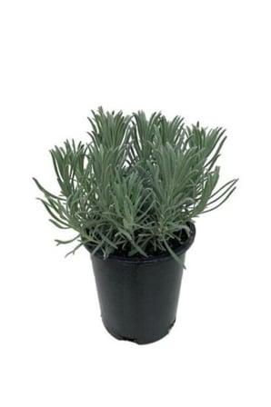 Yoğun Kokulu Saksıda Lavanta Fidanı 10-20 cm