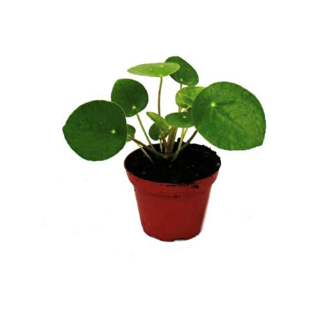 Pilea Çin Para Çiçeği 10-20 cm 