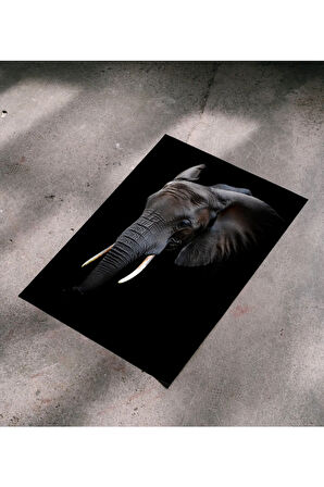 Çerçevesiz Poster - Dijital Baskı - Fil