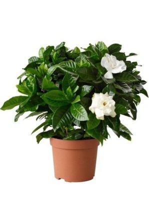 Gardenya Jasminioides (Kokulu Gardenya ) 10-20 cm