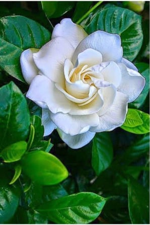 Gardenya Jasminioides (Kokulu Gardenya ) 10-20 cm