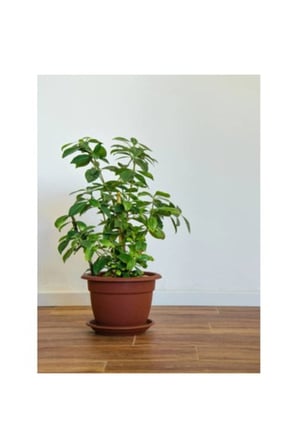 Gardenya Jasminioides (Kokulu Gardenya ) 10-20 cm