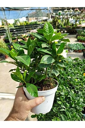 Gardenya Jasminioides (Kokulu Gardenya ) 10-20 cm