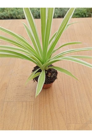 Chlorophtyum Comosun Variegata Kurdele Çiçeği Fidanı 10-20 cm