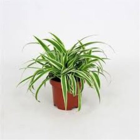 Chlorophtyum Comosun Variegata Kurdele Çiçeği Fidanı 10-20 cm