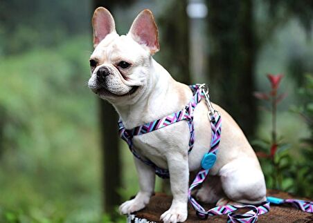 Köpek Göğüs Tasması  Hi Dream Alicante
