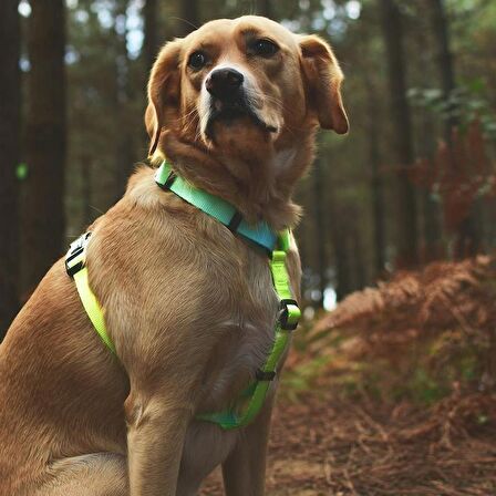 Köpek Göğüs Tasması Inke