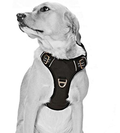 Köpek Göğüs Tasması Finwe Siyah