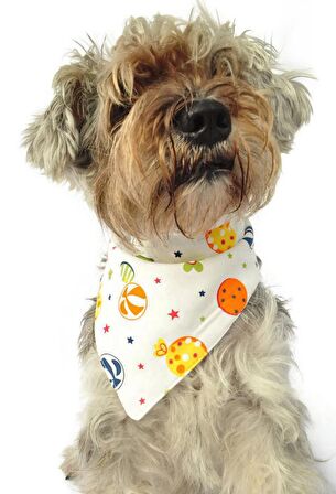 Köpek Bandana / Kasumi