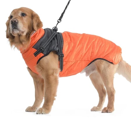 Köpek Mont Flarex Tasmalı