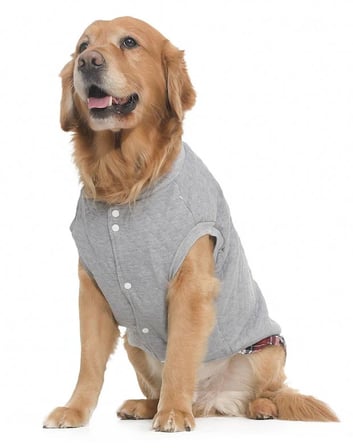 Köpek Sweatshirt Bark Teddy