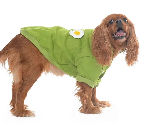 Köpek Kazak Bloom
