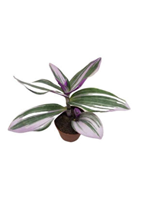 Nanouk Telgraf Çiçeği 10-20 cm Tradescantia Nanouk