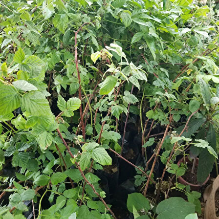 Tulameen İri Kırmızı Ahududu Fidanı, Torbada