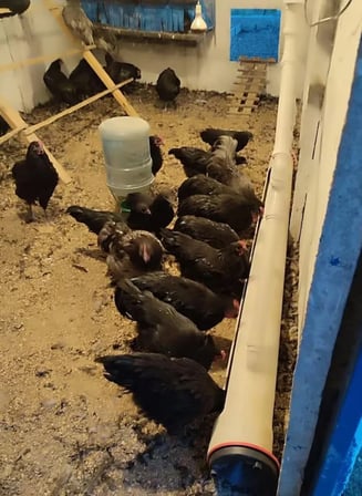 Otomatik Tavuk Güvercin Yemleme Makinesi