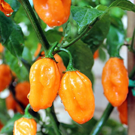 Ata Tohumları Geleneksel Carbonero Peach Çok Acı Biber Tohumu (10 Tohum)