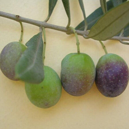 Susuzluğa Dayanıklı Sofralık Nizip Yağlık Zeytin Fidanı (10-20 CM)