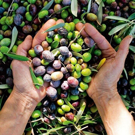 Susuzluğa Dayanıklı Sofralık Nizip Yağlık Zeytin Fidanı (10-20 CM)