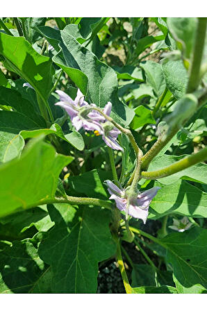 UCON TORK KÖKLENDİRİCİ