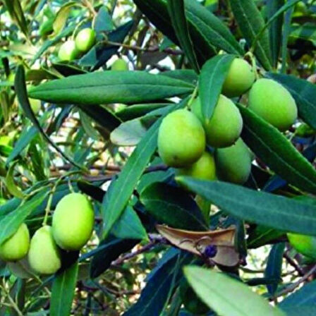 Kendive Verimli Yüksek Yağ Oranlı Sofralık Yağlık Saurani Zeytin Fidanı