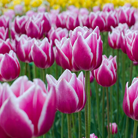 İthal Özel Claudia  İri Kafa Özel Kırmızı Beyaz Lale Soğanı (4 Soğan)